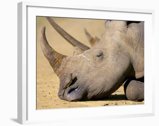 White Rhino (Ceratotherium Simum), Hluhluwe Game Reserve, Kwazulu Natal, South Africa, Africa-Steve & Ann Toon-Framed Photographic Print