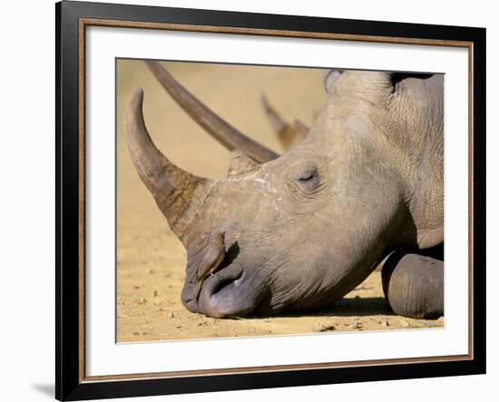 White Rhino (Ceratotherium Simum), Hluhluwe Game Reserve, Kwazulu Natal, South Africa, Africa-Steve & Ann Toon-Framed Photographic Print