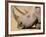 White Rhino (Ceratotherium Simum), Hluhluwe Game Reserve, Kwazulu Natal, South Africa, Africa-Steve & Ann Toon-Framed Photographic Print