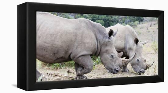 White rhino (Ceratotherium simum), Hluhluwe-Imfolozi Park, Kwazulu-Natal, South Africa, Africa-Christian Kober-Framed Premier Image Canvas