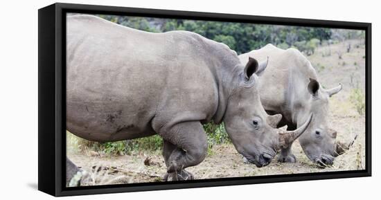 White rhino (Ceratotherium simum), Hluhluwe-Imfolozi Park, Kwazulu-Natal, South Africa, Africa-Christian Kober-Framed Premier Image Canvas