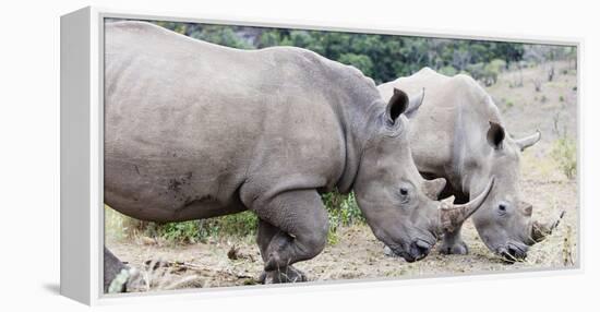 White rhino (Ceratotherium simum), Hluhluwe-Imfolozi Park, Kwazulu-Natal, South Africa, Africa-Christian Kober-Framed Premier Image Canvas
