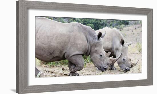 White rhino (Ceratotherium simum), Hluhluwe-Imfolozi Park, Kwazulu-Natal, South Africa, Africa-Christian Kober-Framed Photographic Print