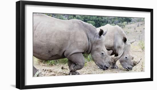 White rhino (Ceratotherium simum), Hluhluwe-Imfolozi Park, Kwazulu-Natal, South Africa, Africa-Christian Kober-Framed Photographic Print