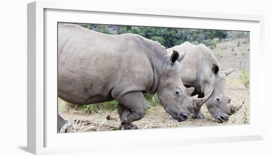 White rhino (Ceratotherium simum), Hluhluwe-Imfolozi Park, Kwazulu-Natal, South Africa, Africa-Christian Kober-Framed Photographic Print