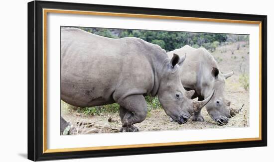 White rhino (Ceratotherium simum), Hluhluwe-Imfolozi Park, Kwazulu-Natal, South Africa, Africa-Christian Kober-Framed Photographic Print