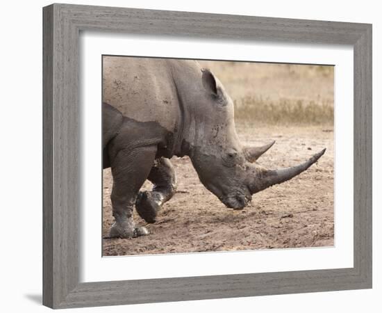 White Rhino (Ceratotherium Simum), Imfolozi Game Reserve, Kwazulu-Natal, South Africa, Africa-Ann & Steve Toon-Framed Photographic Print