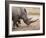 White Rhino (Ceratotherium Simum), Imfolozi Game Reserve, Kwazulu-Natal, South Africa, Africa-Ann & Steve Toon-Framed Photographic Print