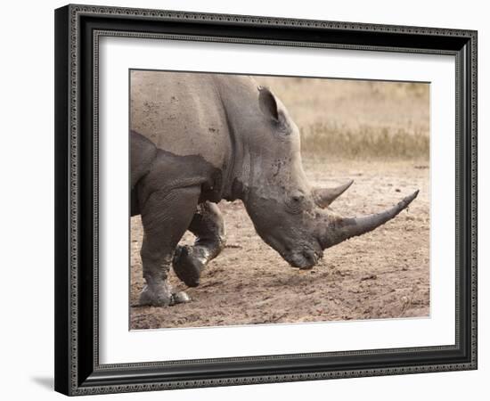 White Rhino (Ceratotherium Simum), Imfolozi Game Reserve, Kwazulu-Natal, South Africa, Africa-Ann & Steve Toon-Framed Photographic Print