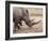 White Rhino (Ceratotherium Simum), Imfolozi Game Reserve, Kwazulu-Natal, South Africa, Africa-Ann & Steve Toon-Framed Photographic Print