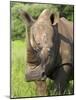 White Rhino, Ceratotherium Simum, in Pilanesberg Game Reseeve, North West Province, South Africa-Ann & Steve Toon-Mounted Photographic Print