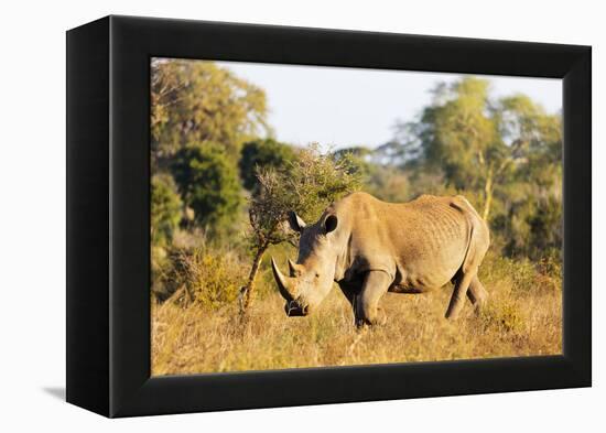 White rhino (Ceratotherium simum), Kruger National Park, South Africa, Africa-Christian Kober-Framed Premier Image Canvas