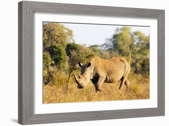 White rhino (Ceratotherium simum), Kruger National Park, South Africa, Africa-Christian Kober-Framed Photographic Print