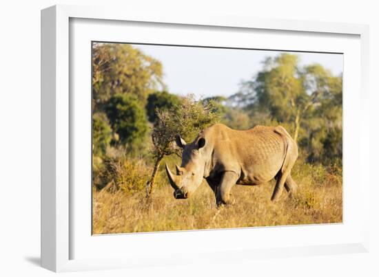 White rhino (Ceratotherium simum), Kruger National Park, South Africa, Africa-Christian Kober-Framed Photographic Print
