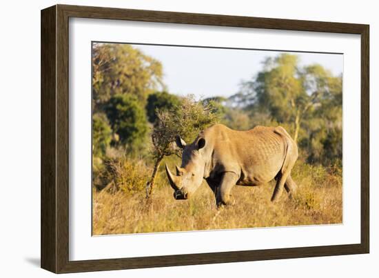 White rhino (Ceratotherium simum), Kruger National Park, South Africa, Africa-Christian Kober-Framed Photographic Print