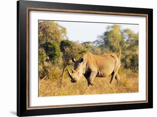 White rhino (Ceratotherium simum), Kruger National Park, South Africa, Africa-Christian Kober-Framed Photographic Print