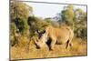 White rhino (Ceratotherium simum), Kruger National Park, South Africa, Africa-Christian Kober-Mounted Photographic Print