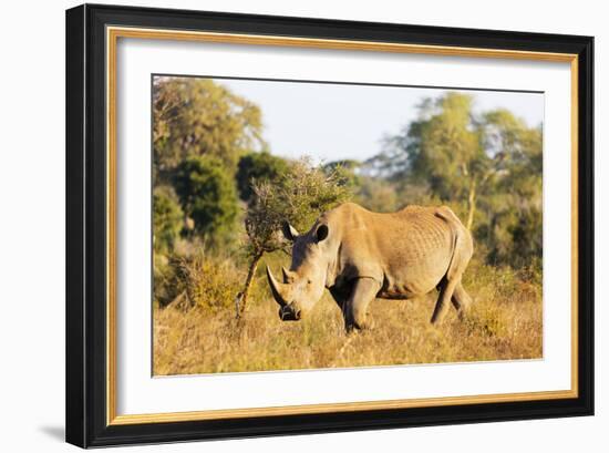 White rhino (Ceratotherium simum), Kruger National Park, South Africa, Africa-Christian Kober-Framed Photographic Print