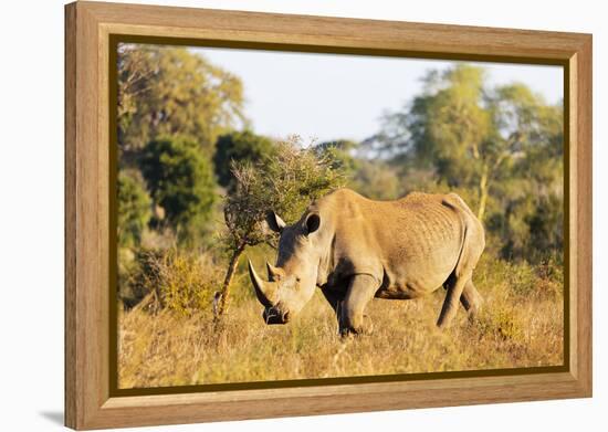 White rhino (Ceratotherium simum), Kruger National Park, South Africa, Africa-Christian Kober-Framed Premier Image Canvas