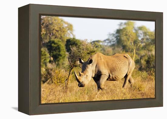 White rhino (Ceratotherium simum), Kruger National Park, South Africa, Africa-Christian Kober-Framed Premier Image Canvas