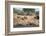 White Rhino (Ceratotherium Simum), Kumasinga Water Hole, Mkhuze Game Reserve, Kwazulu-Natal, Africa-Ann & Steve Toon-Framed Photographic Print