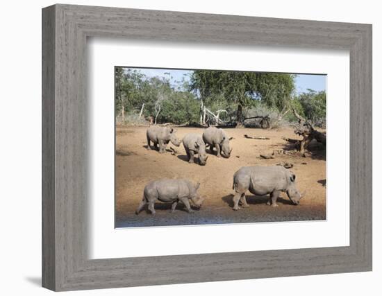 White Rhino (Ceratotherium Simum), Kumasinga Water Hole, Mkhuze Game Reserve, Kwazulu-Natal, Africa-Ann & Steve Toon-Framed Photographic Print