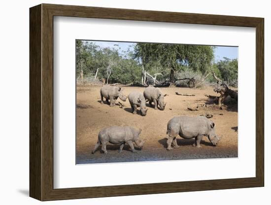 White Rhino (Ceratotherium Simum), Kumasinga Water Hole, Mkhuze Game Reserve, Kwazulu-Natal, Africa-Ann & Steve Toon-Framed Photographic Print