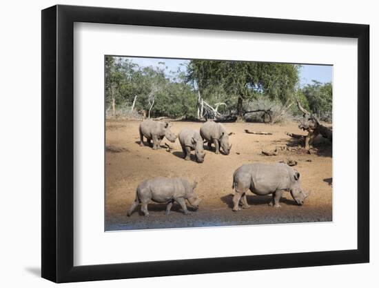 White Rhino (Ceratotherium Simum), Kumasinga Water Hole, Mkhuze Game Reserve, Kwazulu-Natal, Africa-Ann & Steve Toon-Framed Photographic Print