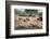 White Rhino (Ceratotherium Simum), Kumasinga Water Hole, Mkhuze Game Reserve, Kwazulu-Natal, Africa-Ann & Steve Toon-Framed Photographic Print