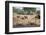 White Rhino (Ceratotherium Simum), Kumasinga Water Hole, Mkhuze Game Reserve, Kwazulu-Natal, Africa-Ann & Steve Toon-Framed Photographic Print