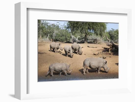 White Rhino (Ceratotherium Simum), Kumasinga Water Hole, Mkhuze Game Reserve, Kwazulu-Natal, Africa-Ann & Steve Toon-Framed Photographic Print