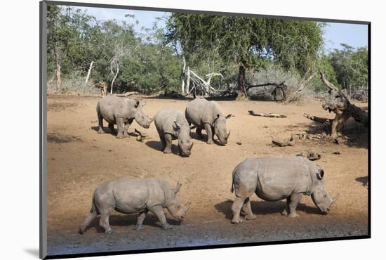 White Rhino (Ceratotherium Simum), Kumasinga Water Hole, Mkhuze Game Reserve, Kwazulu-Natal, Africa-Ann & Steve Toon-Mounted Photographic Print