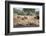 White Rhino (Ceratotherium Simum), Kumasinga Water Hole, Mkhuze Game Reserve, Kwazulu-Natal, Africa-Ann & Steve Toon-Framed Photographic Print