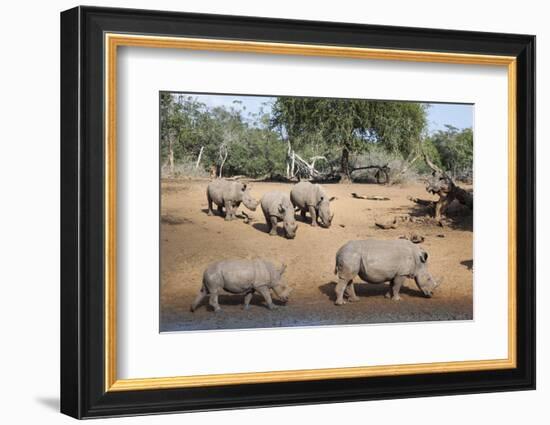 White Rhino (Ceratotherium Simum), Kumasinga Water Hole, Mkhuze Game Reserve, Kwazulu-Natal, Africa-Ann & Steve Toon-Framed Photographic Print