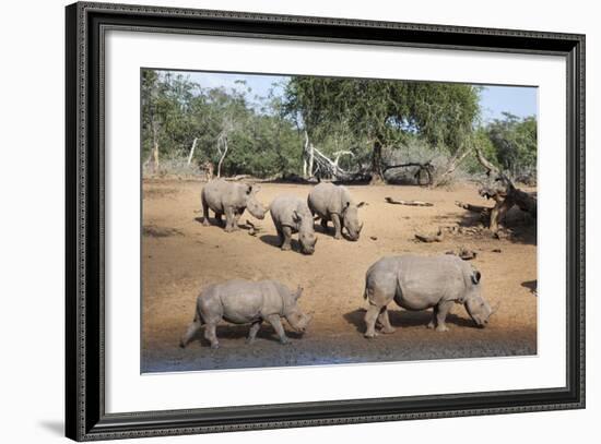 White Rhino (Ceratotherium Simum), Kumasinga Water Hole, Mkhuze Game Reserve, Kwazulu-Natal, Africa-Ann & Steve Toon-Framed Photographic Print