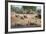 White Rhino (Ceratotherium Simum), Kumasinga Water Hole, Mkhuze Game Reserve, Kwazulu-Natal, Africa-Ann & Steve Toon-Framed Photographic Print