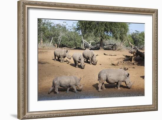 White Rhino (Ceratotherium Simum), Kumasinga Water Hole, Mkhuze Game Reserve, Kwazulu-Natal, Africa-Ann & Steve Toon-Framed Photographic Print