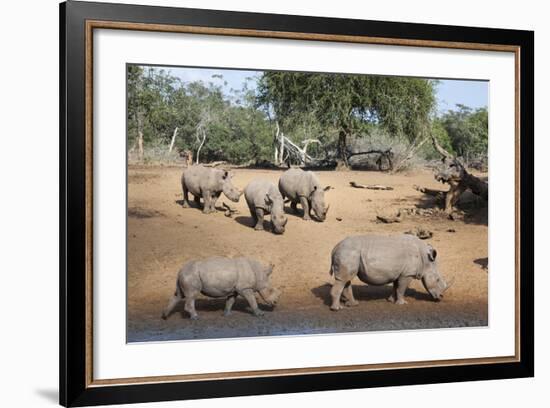 White Rhino (Ceratotherium Simum), Kumasinga Water Hole, Mkhuze Game Reserve, Kwazulu-Natal, Africa-Ann & Steve Toon-Framed Photographic Print