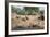 White Rhino (Ceratotherium Simum), Kumasinga Water Hole, Mkhuze Game Reserve, Kwazulu-Natal, Africa-Ann & Steve Toon-Framed Photographic Print