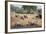 White Rhino (Ceratotherium Simum), Kumasinga Water Hole, Mkhuze Game Reserve, Kwazulu-Natal, Africa-Ann & Steve Toon-Framed Photographic Print