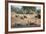 White Rhino (Ceratotherium Simum), Kumasinga Water Hole, Mkhuze Game Reserve, Kwazulu-Natal, Africa-Ann & Steve Toon-Framed Photographic Print