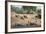 White Rhino (Ceratotherium Simum), Kumasinga Water Hole, Mkhuze Game Reserve, Kwazulu-Natal, Africa-Ann & Steve Toon-Framed Photographic Print