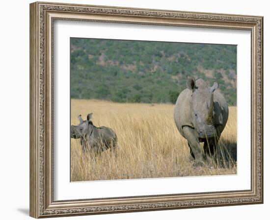 White Rhino (Ceratotherium Simum) Mother and Calf, Itala Game Reserve, South Africa, Africa-Steve & Ann Toon-Framed Photographic Print