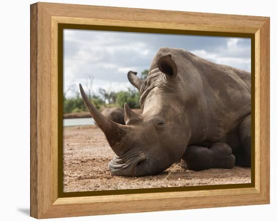 White Rhino (Ceratotherium Simum), Royal Hlane National Park, Swaziland, Africa-Ann & Steve Toon-Framed Premier Image Canvas