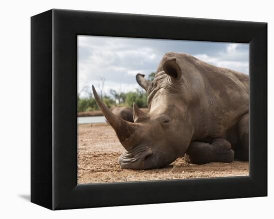 White Rhino (Ceratotherium Simum), Royal Hlane National Park, Swaziland, Africa-Ann & Steve Toon-Framed Premier Image Canvas