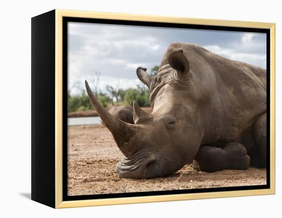 White Rhino (Ceratotherium Simum), Royal Hlane National Park, Swaziland, Africa-Ann & Steve Toon-Framed Premier Image Canvas