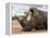 White Rhino (Ceratotherium Simum), Royal Hlane National Park, Swaziland, Africa-Ann & Steve Toon-Framed Premier Image Canvas