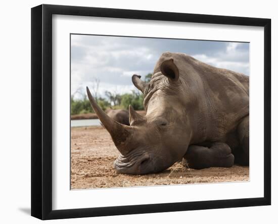 White Rhino (Ceratotherium Simum), Royal Hlane National Park, Swaziland, Africa-Ann & Steve Toon-Framed Photographic Print