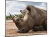 White Rhino (Ceratotherium Simum), Royal Hlane National Park, Swaziland, Africa-Ann & Steve Toon-Mounted Photographic Print