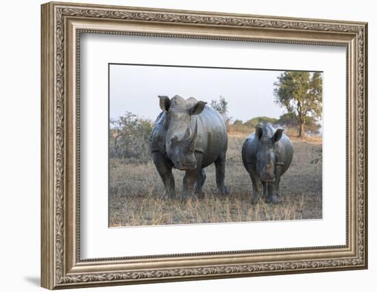 White Rhino (Ceratotherium Simum) with Calf, Hluhluwe-Imfolozi Game Reserve, Kwazulu-Natal, Africa-Ann & Steve Toon-Framed Photographic Print